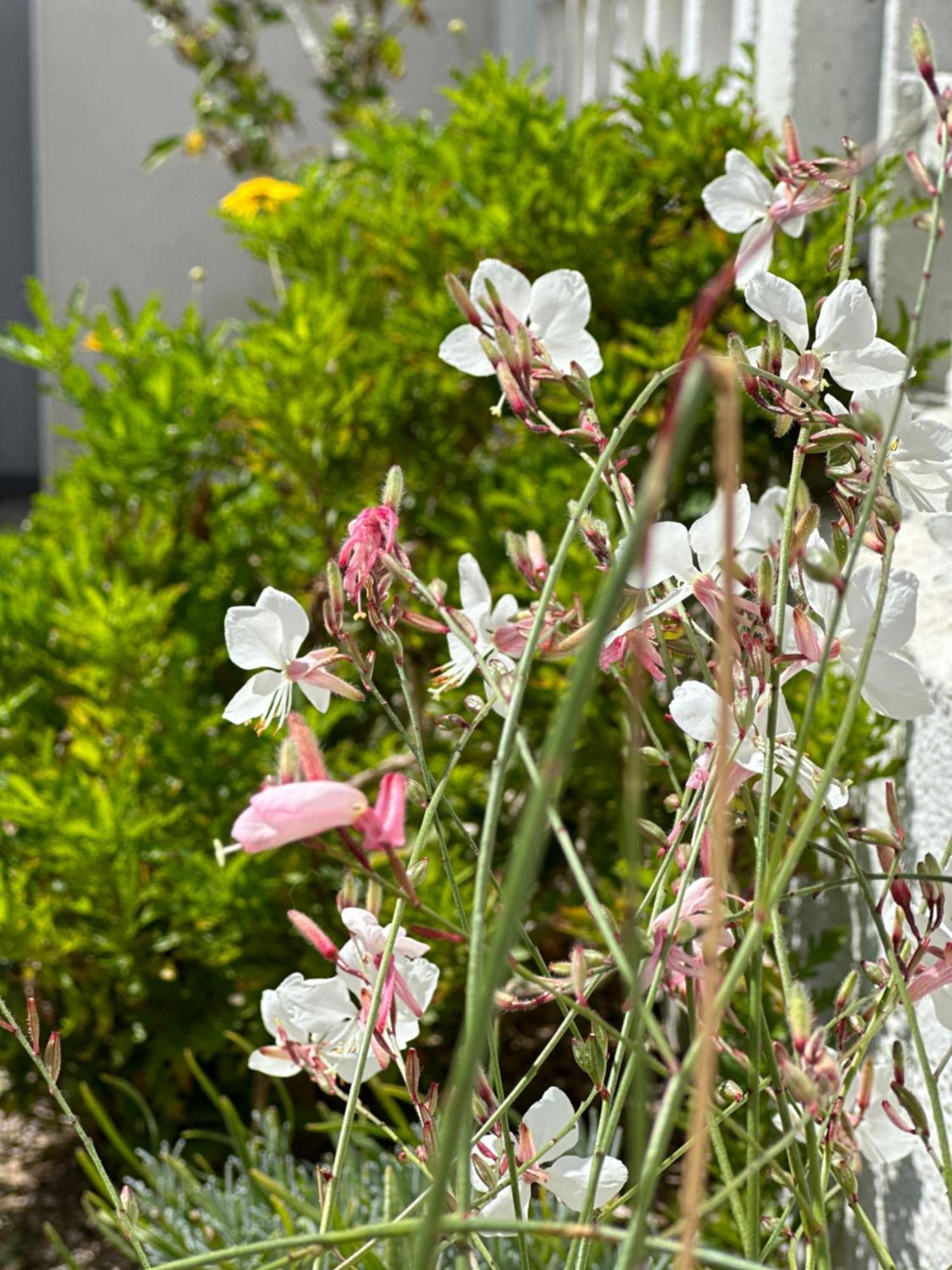 Villa Mignon avec studio dans jardin clos à 250 m de la plage Saint-Jean-de-Monts Esterno foto